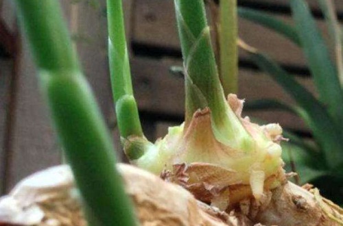 盆栽生姜如何才能高产 腐殖土栽培饼肥并保持湿润 百科植物
