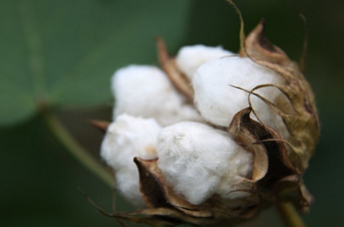 棉花价格多少钱一斤 价格在9 5 14元 公斤 百科植物