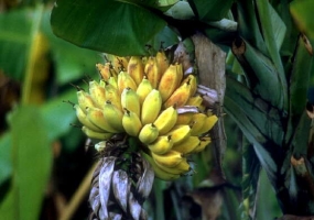 芭蕉花 食用方法和功效 百科植物