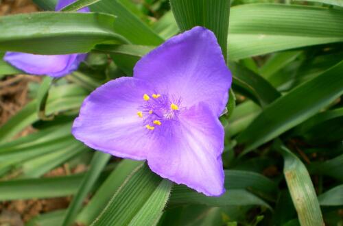 紫露草的养殖方法和注意事项 八个要点让其花繁叶茂 百科植物