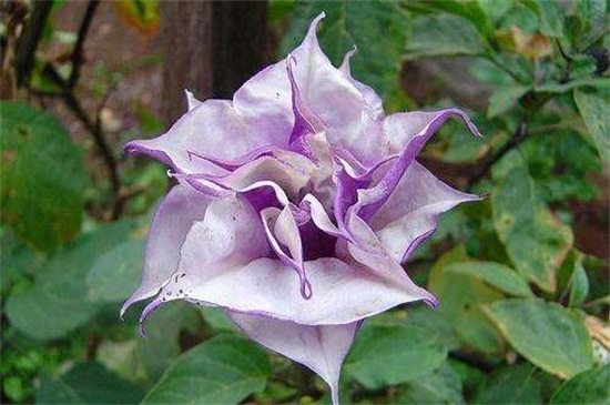 世界上花语最邪恶的花 盘点花语最恐怖的十大花卉 百科植物