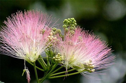 合欢花什么时候开 花期在6 7月份 百科植物