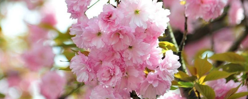 日本樱花开放时间顺序 百科植物 日本樱花开放时间顺序 百科植物