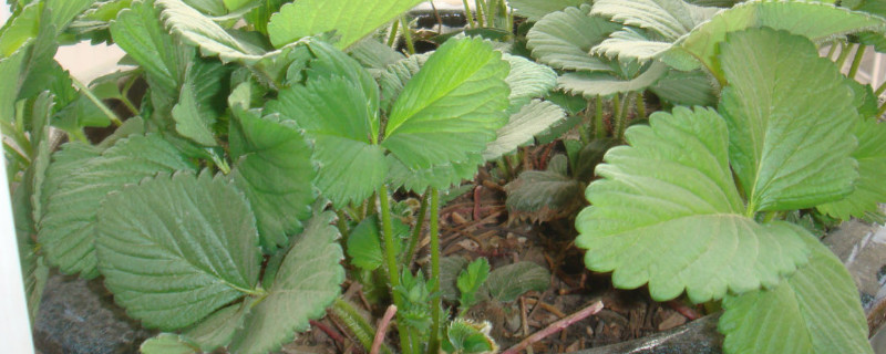 草莓喜欢酸性还是碱性土壤 百科植物