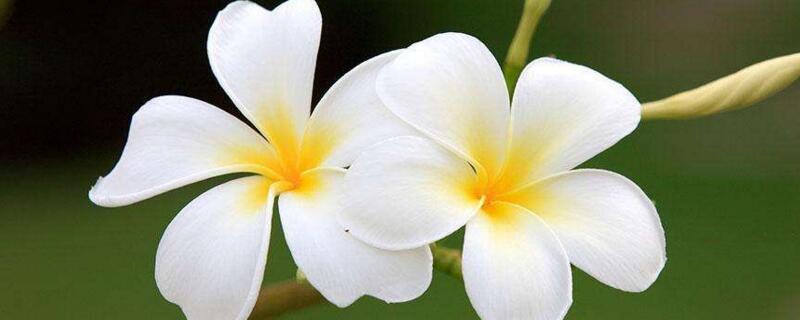 鸡蛋花的花语 代表着孕育的希望 复活新生 百科植物