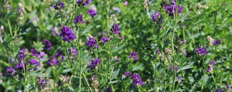 紫花苜蓿的功效与作用 具有清胃热 清湿热 利尿 消肿等作用 百科植物