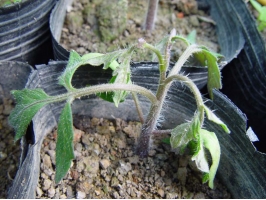 患有白粉病 植物