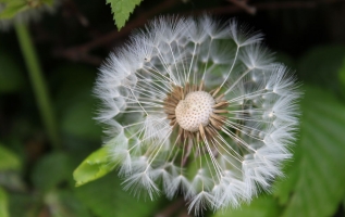 植物种子的传播方式