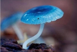 炫蓝蘑菇