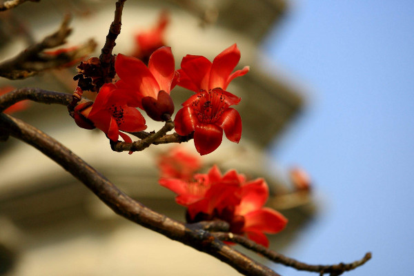 木棉花花语是什么，珍惜身边的快乐和幸福