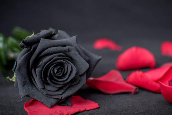 世界上花语最黑暗的花，黑玫瑰/水晶兰等