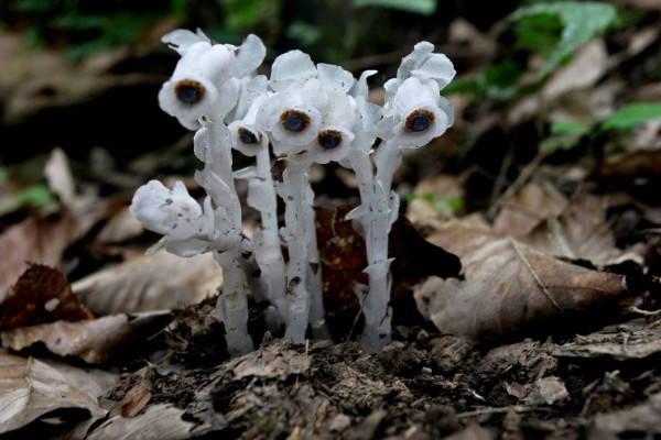 世界上花语最黑暗的花，黑玫瑰/水晶兰等