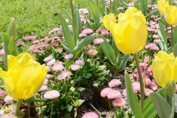 黄色郁金香花语