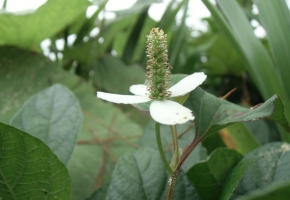 鱼腥草