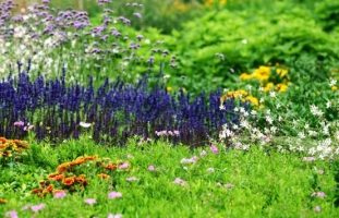 宿根草花