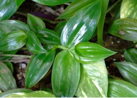 白花紫露草