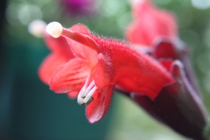 毛萼口红花