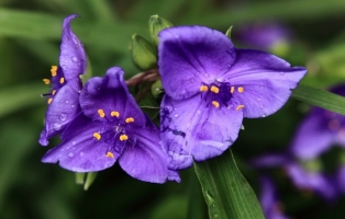 紫色紫露草