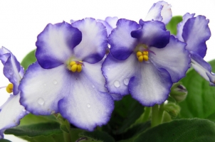 非洲紫罗兰开的花儿