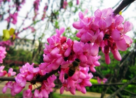 “饱满”的紫荆花图片