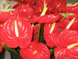 鲜艳的红掌花
