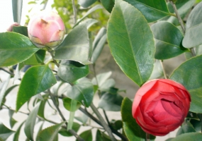 湖南茶花树