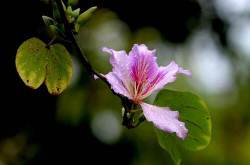 漂亮的紫荆花