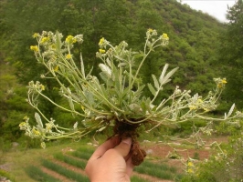 翠绿的翻白草