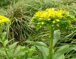 田七花穗