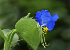 鸭舌草