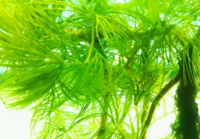 水中的金鱼藻