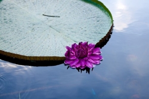 亚马逊王莲花卉