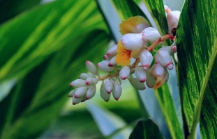 花叶艳山姜