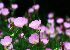 黄色月见草花卉