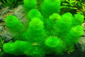 金鱼藻