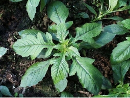 新鲜采摘的菊花脑