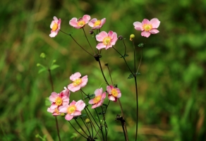  野棉花