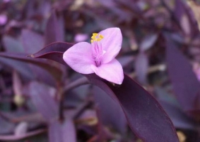 紫鸭跖草  
