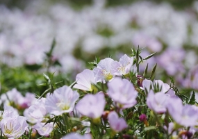 月见草花开满山