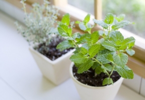 如何种植香草植物（家庭篇）