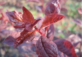 红叶李种植技术