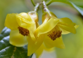 金花茶品种——夏石金花茶