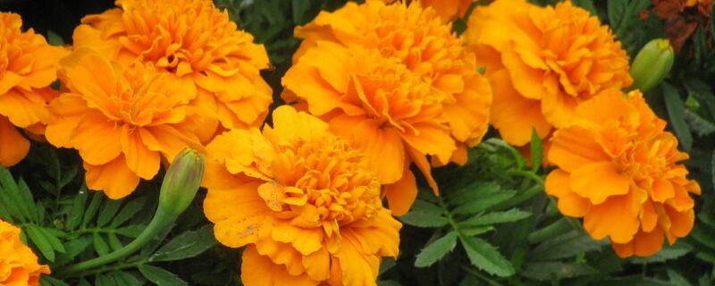 7种在秋天开放的橙色花朵