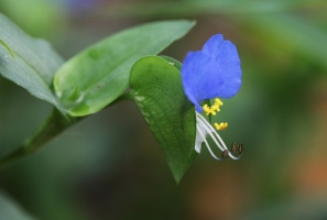 鸭舌草炖猪肘子