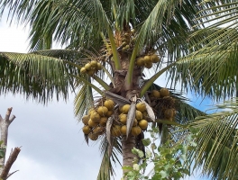 大王椰子