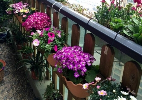 阳台养花