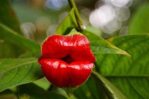嘴唇花是什么