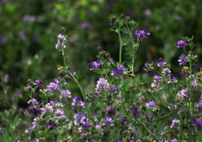 紫花苜蓿的栽培技术