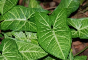 白蝶合果芋（左）和花叶万年青（右）