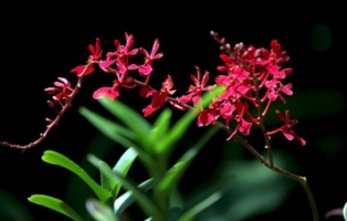 珍稀濒危植物——火焰兰